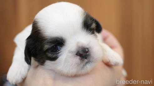 成約済の愛知県のシーズー-275608の50枚目