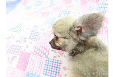 成約済の千葉県のチワワ(ロングコート)-273700の33枚目