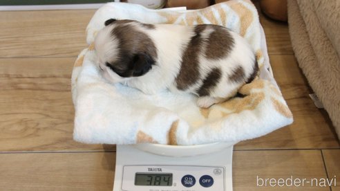 販売中の愛知県のシーズー-275610の7枚目