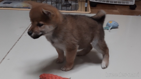 販売中の秋田県の柴犬-270629