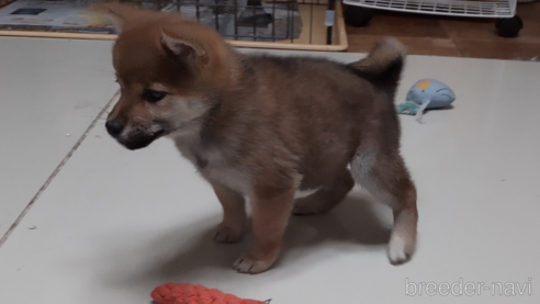 成約済の秋田県の柴犬-270629の3枚目