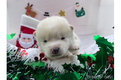 成約済の広島県の柴犬-278801の4枚目