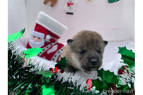 成約済の広島県の柴犬-278802の4枚目