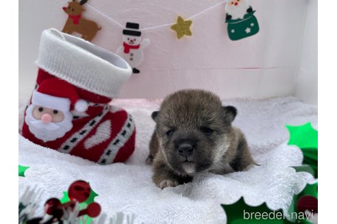 成約済の広島県の柴犬-278802の6枚目