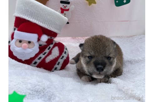 成約済の広島県の柴犬-278803の4枚目