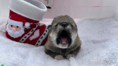 成約済の広島県の柴犬-278803の3枚目