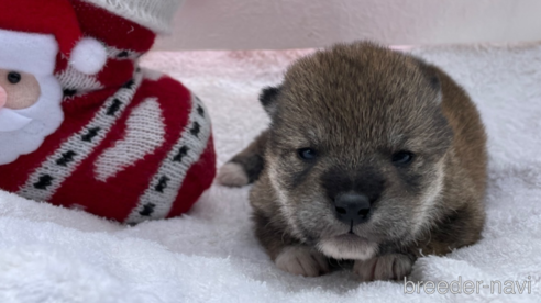 成約済の広島県の柴犬-278803の2枚目