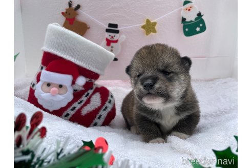 成約済の広島県の柴犬-278804の3枚目