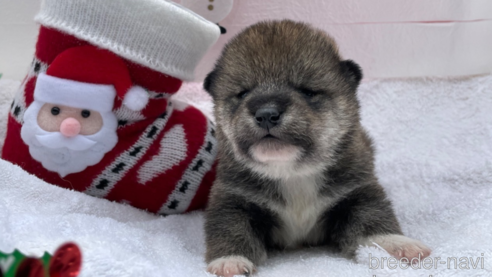 成約済の広島県の柴犬-278804の2枚目