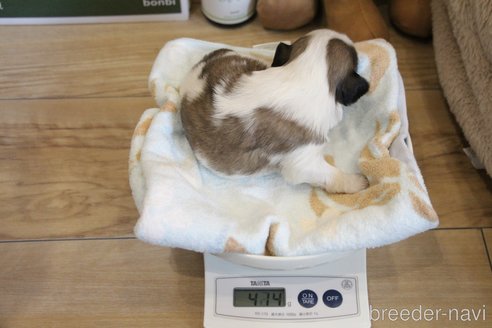 成約済の愛知県のシーズー-275609の25枚目
