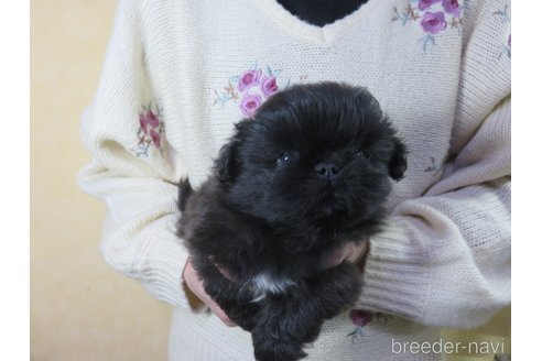 成約済の愛知県のペキニーズ-271647の5枚目