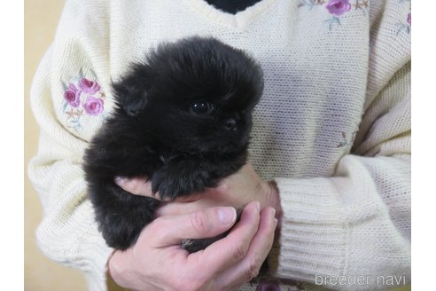 成約済の愛知県のペキニーズ-271648の3枚目