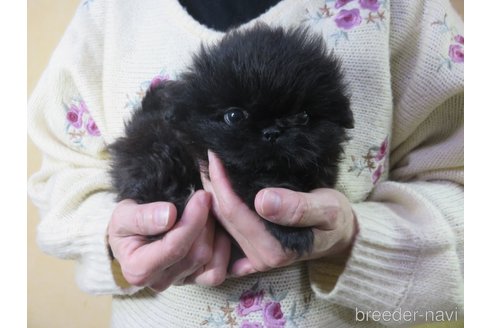 成約済の愛知県のペキニーズ-271648の5枚目