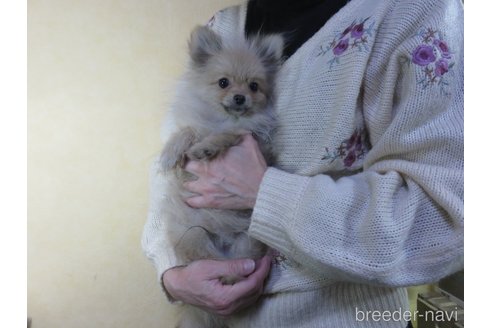 成約済の愛知県のポメラニアン-242844の12枚目