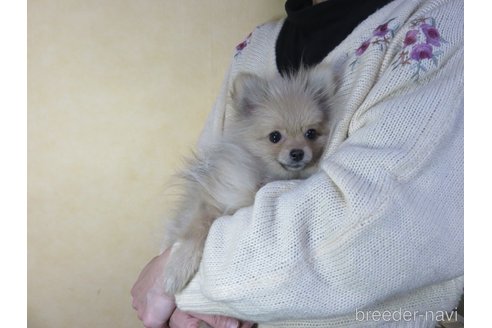 成約済の愛知県のポメラニアン-242844の11枚目