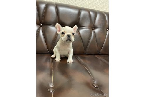 成約済の滋賀県のフレンチブルドッグ-270165の3枚目