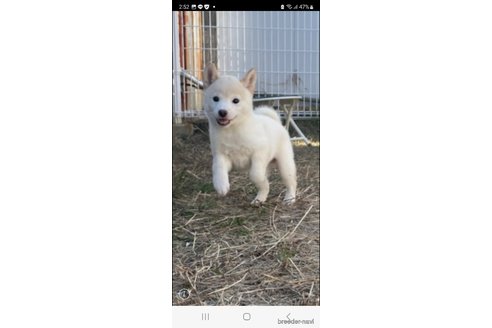成約済の香川県の豆柴-271072の4枚目