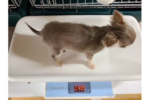 成約済の愛知県のチワワ(ロングコート)-278832の28枚目