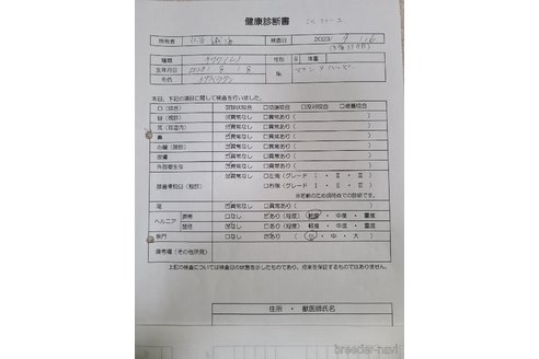 成約済の愛知県のチワワ(ロングコート)-278832の17枚目
