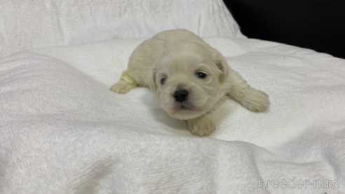 成約済の岐阜県のミックス犬-277721の10枚目