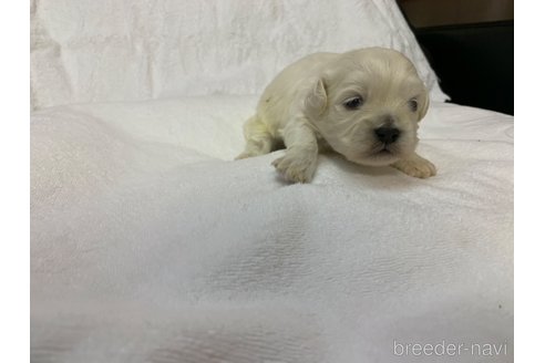 成約済の岐阜県のミックス犬-276458の9枚目