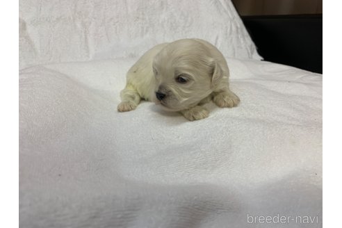 成約済の岐阜県のミックス犬-276458の10枚目