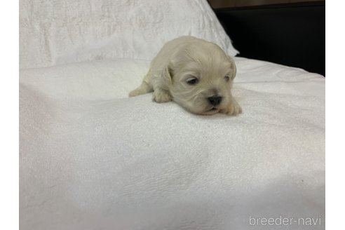 成約済の岐阜県のミックス犬-276460の8枚目