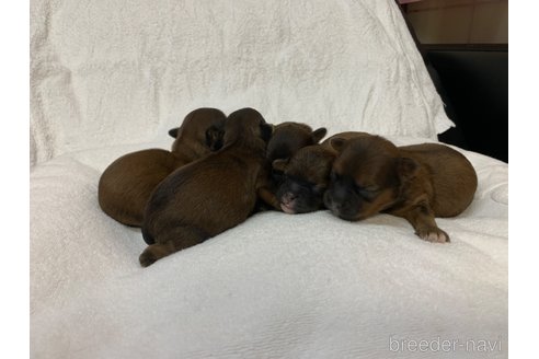 成約済の岐阜県のミックス犬-278841の16枚目