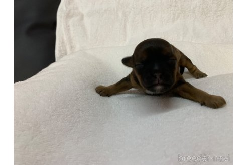 成約済の岐阜県のミックス犬-278841の18枚目