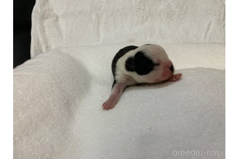 成約済の岐阜県のボストンテリア-278844の10枚目