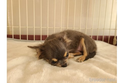 成約済の愛知県のチワワ(ロングコート)-278850の13枚目