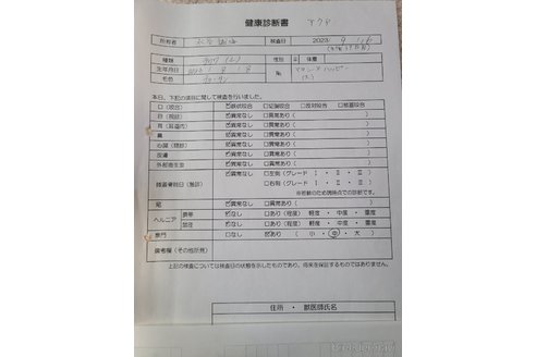 成約済の愛知県のチワワ(ロングコート)-278850の8枚目