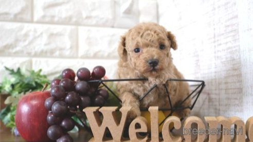 成約済の滋賀県のトイプードル-278848の1枚目