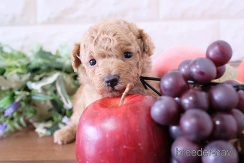 成約済の滋賀県のトイプードル-278848の4枚目