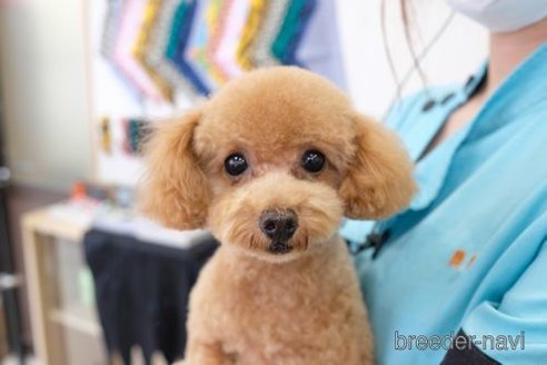 成約済の滋賀県のトイプードル-278848の2枚目