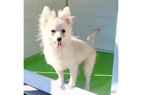 成約済の茨城県のポメラニアン-257211の20枚目