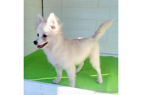 成約済の茨城県のポメラニアン-257211の18枚目