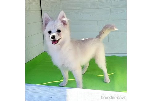 成約済の茨城県のポメラニアン-257211の17枚目