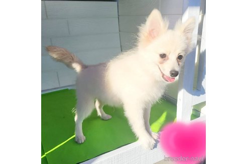 成約済の茨城県のポメラニアン-257211の16枚目