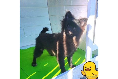成約済の茨城県のポメラニアン-257210の15枚目