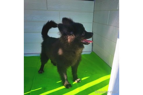 成約済の茨城県のポメラニアン-257210の14枚目