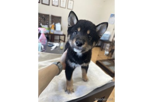 成約済の千葉県の柴犬-270259の15枚目