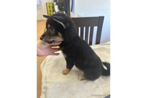 成約済の千葉県の柴犬-270259の14枚目