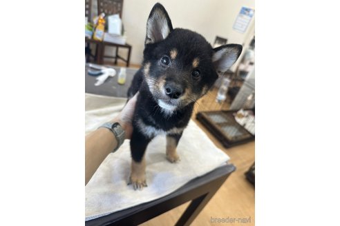 成約済の千葉県の柴犬-270259の12枚目