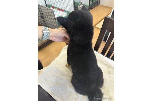 成約済の千葉県の柴犬-270259の11枚目