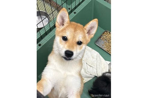 成約済の千葉県の柴犬-264464の10枚目