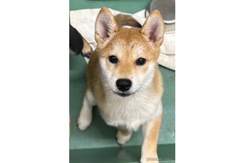 成約済の千葉県の柴犬-264464の9枚目