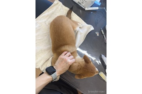 成約済の千葉県の柴犬-264464の8枚目
