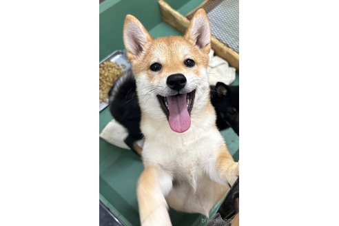 成約済の千葉県の柴犬-264464の7枚目