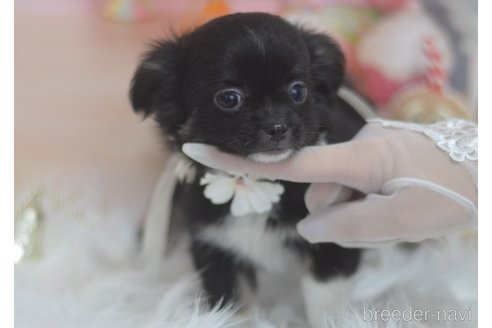 成約済の埼玉県のチワワ(ロングコート)-268165の11枚目